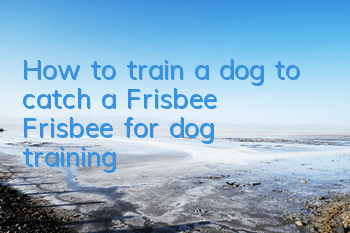 THow to train a dog to catch a Frisbee? Frisbee for dog training!