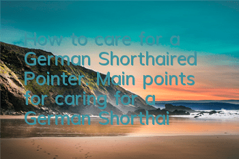 How to care for a German Shorthaired Pointer. Main points for caring for a German Shorthaired Pointer.