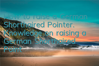 How to raise a German Shorthaired Pointer. Knowledge on raising a German Shorthaired Pointer.