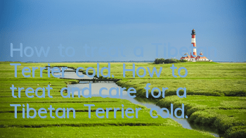 How to treat a Tibetan Terrier cold. How to treat and care for a Tibetan Terrier cold.