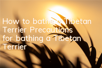 How to bathe a Tibetan Terrier? Precautions for bathing a Tibetan Terrier