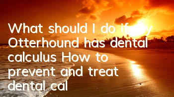 What should I do if my Otterhound has dental calculus? How to prevent and treat dental calculus in my Otterhound?
