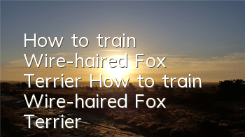 How to train Wire-haired Fox Terrier How to train Wire-haired Fox Terrier