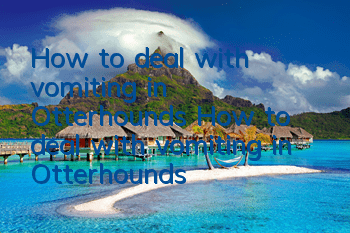 How to deal with vomiting in Otterhounds How to deal with vomiting in Otterhounds