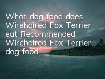 What dog food does Wirehaired Fox Terrier eat? Recommended Wirehaired Fox Terrier dog food