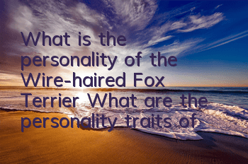 What is the personality of the Wire-haired Fox Terrier? What are the personality traits of the Wire-haired Fox Terrier?