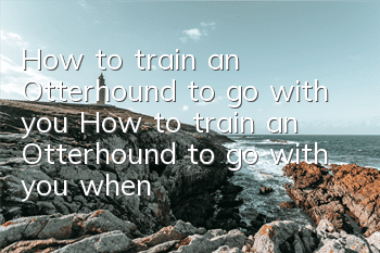 How to train an Otterhound to go with you? How to train an Otterhound to go with you when you go out?