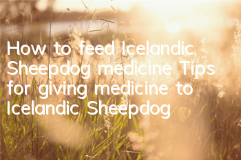 How to feed Icelandic Sheepdog medicine Tips for giving medicine to Icelandic Sheepdog
