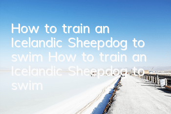 How to train an Icelandic Sheepdog to swim How to train an Icelandic Sheepdog to swim