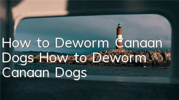 How to Deworm Canaan Dogs How to Deworm Canaan Dogs