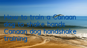 How to train a Canaan dog to shake hands Canaan dog handshake training