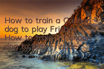 How to train a Canaan dog to play Frisbee How to train a Canaan dog to play Frisbee