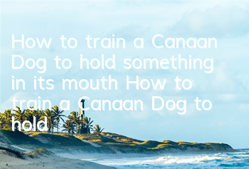 How to train a Canaan Dog to hold something in its mouth How to train a Canaan Dog to hold something in its mouth