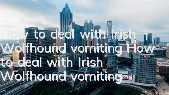 How to deal with Irish Wolfhound vomiting How to deal with Irish Wolfhound vomiting
