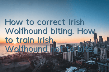 How to correct Irish Wolfhound biting. How to train Irish Wolfhound not to bite.