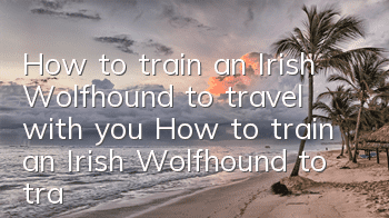How to train an Irish Wolfhound to travel with you? How to train an Irish Wolfhound to travel with you when traveling?