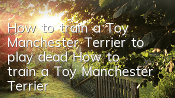 How to train a Toy Manchester Terrier to play dead? How to train a Toy Manchester Terrier to play dead?