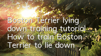 Boston Terrier lying down training tutorial How to train Boston Terrier to lie down