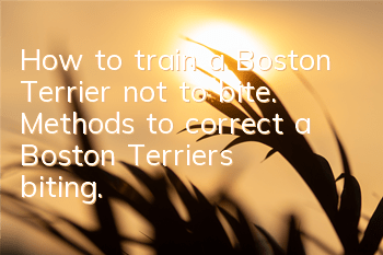 How to train a Boston Terrier not to bite. Methods to correct a Boston Terrier's biting.