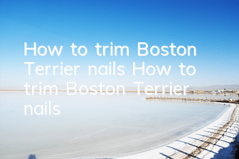 How to trim Boston Terrier nails How to trim Boston Terrier nails