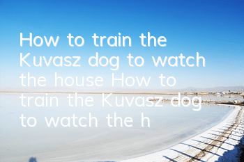 How to train the Kuvasz dog to watch the house? How to train the Kuvasz dog to watch the house?