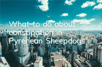 What to do about constipation in Pyrenean Sheepdogs