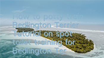 How to potty train Bedlington Terrier? Tutorial on spot toilet training for Bedlington Terrier.