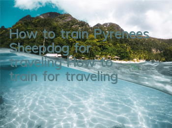 How to train Pyrenees Sheepdog for traveling? How to train for traveling?