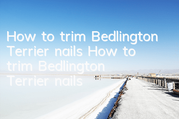 How to trim Bedlington Terrier nails How to trim Bedlington Terrier nails