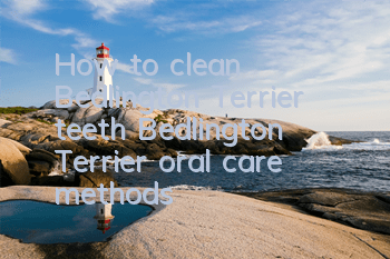 How to clean Bedlington Terrier teeth Bedlington Terrier oral care methods