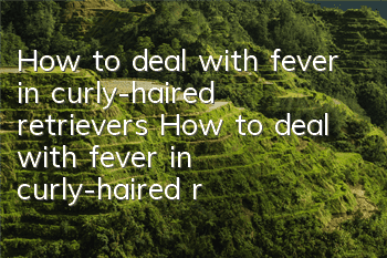 How to deal with fever in curly-haired retrievers How to deal with fever in curly-haired retrievers
