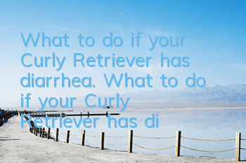 What to do if your Curly Retriever has diarrhea. What to do if your Curly Retriever has diarrhea.