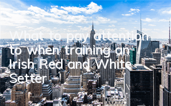 What to pay attention to when training an Irish Red and White Setter