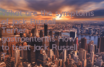 What are the symptoms of Jack Russell Terrier gastroenteritis? How to treat Jack Russell Terrier gastroenteritis