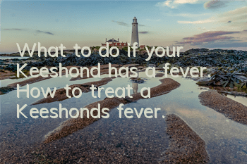 What to do if your Keeshond has a fever. How to treat a Keeshond’s fever.