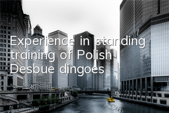 Experience in standing training of Polish Desbue dingoes
