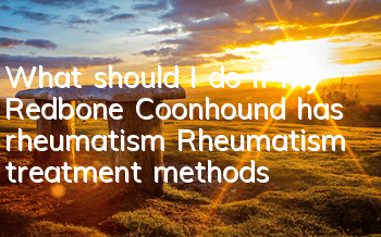What should I do if my Redbone Coonhound has rheumatism? Rheumatism treatment methods