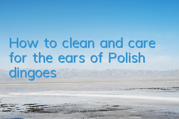 How to clean and care for the ears of Polish dingoes