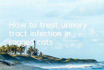 THow to treat urinary tract infection in ragged cats?