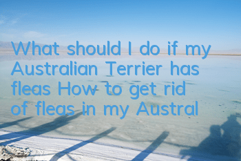 What should I do if my Australian Terrier has fleas? How to get rid of fleas in my Australian Terrier?