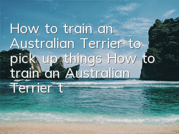 How to train an Australian Terrier to pick up things? How to train an Australian Terrier to pick up things?