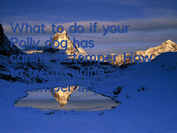 What to do if your Polly dog ​​has canine distemper? How to treat canine distemper in your Polly dog?