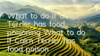 What to do if Cairn Terrier has food poisoning What to do if Cairn Terrier has food poisoning