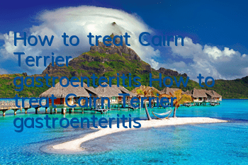 How to treat Cairn Terrier gastroenteritis How to treat Cairn Terrier gastroenteritis
