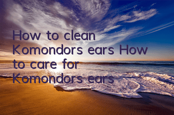 How to clean Komondor’s ears How to care for Komondor’s ears