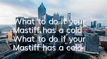 What to do if your Mastiff has a cold? What to do if your Mastiff has a cold?