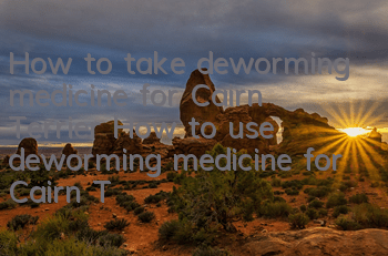 How to take deworming medicine for Cairn Terrier How to use deworming medicine for Cairn Terrier