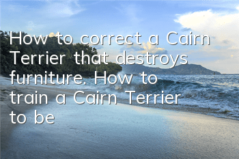 How to correct a Cairn Terrier that destroys furniture. How to train a Cairn Terrier to be obedient.