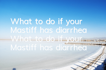 What to do if your Mastiff has diarrhea? What to do if your Mastiff has diarrhea?