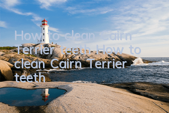 How to clean Cairn Terrier teeth How to clean Cairn Terrier teeth